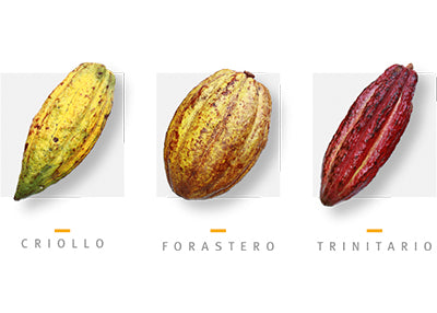 Mapa de sabores del cacao